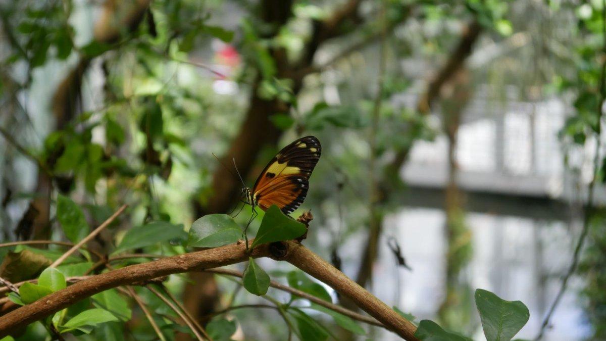 California_Academy_of_Science_Rainforest_20.JPG