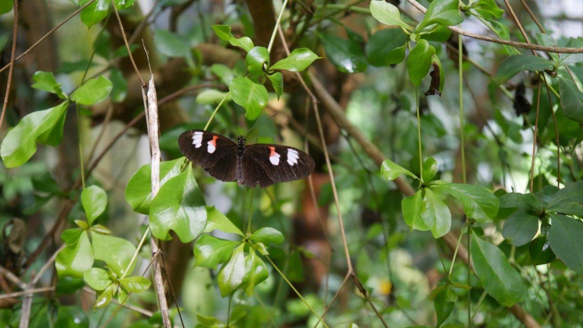 California_Academy_of_Science_Rainforest_21.JPG