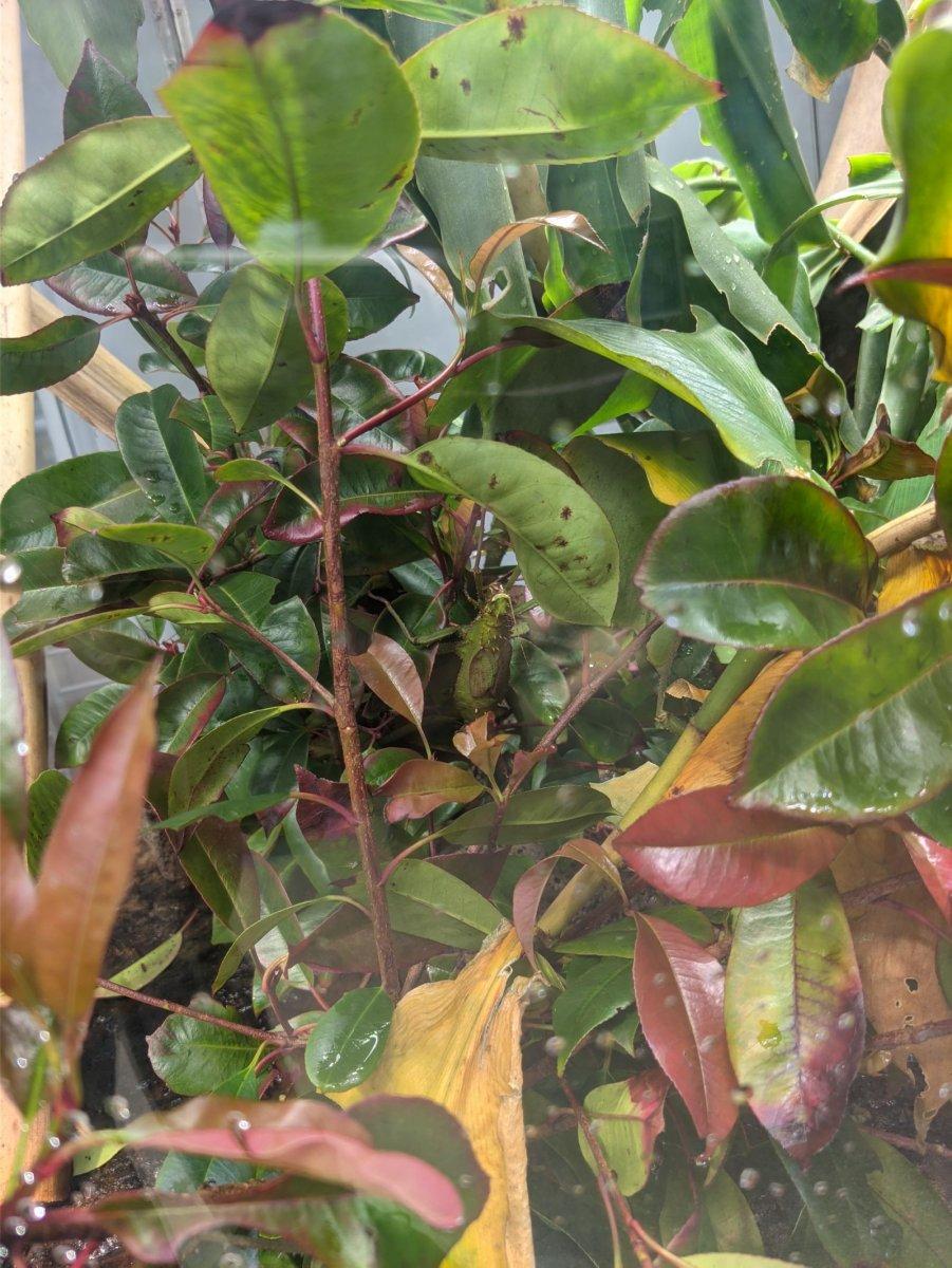California_Academy_of_Science_Rainforest_22.jpg