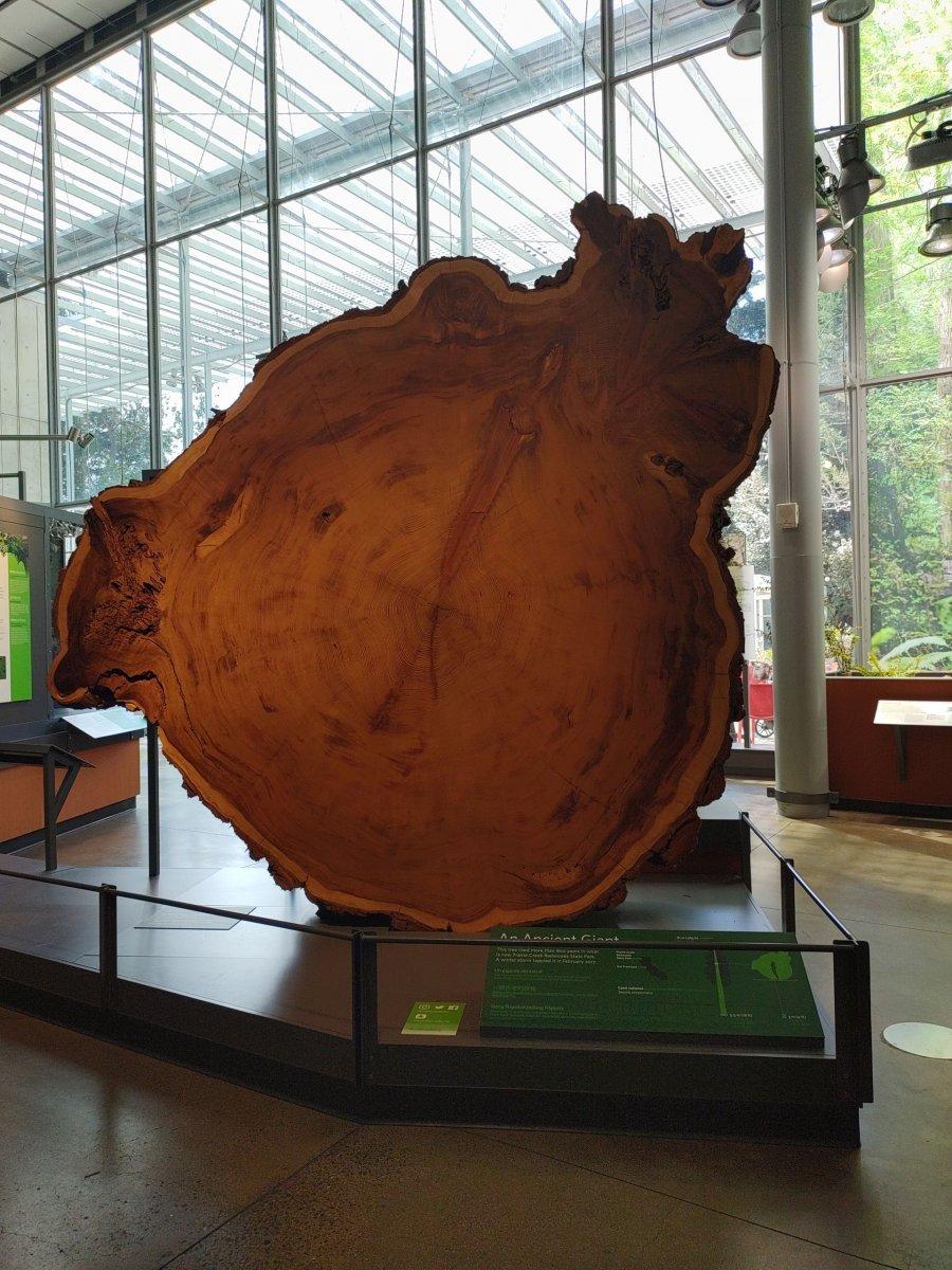 California_Academy_of_Science_Redwood_Tree_Stump_01.jpg