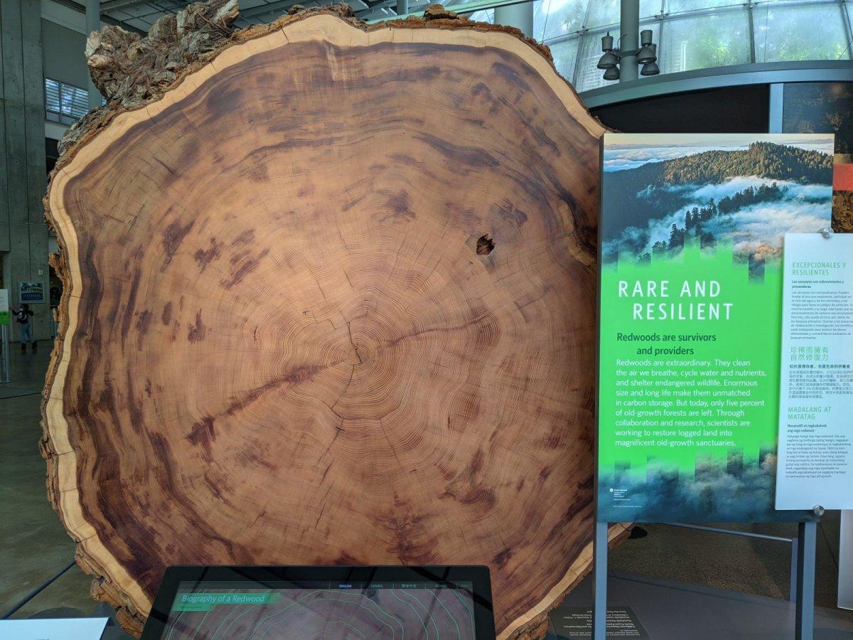 California_Academy_of_Science_Redwood_Tree_Stump_02.jpg