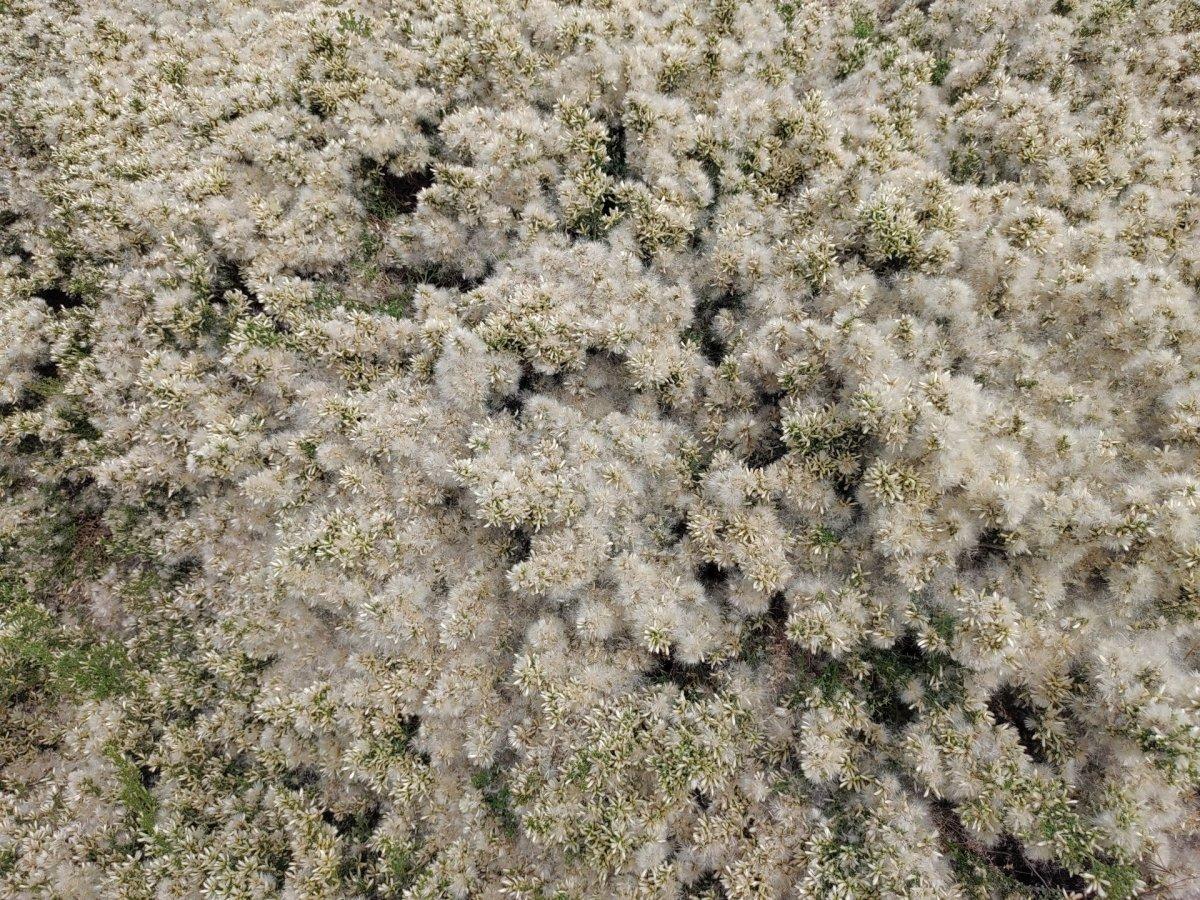 Fluffy_Bush.jpg