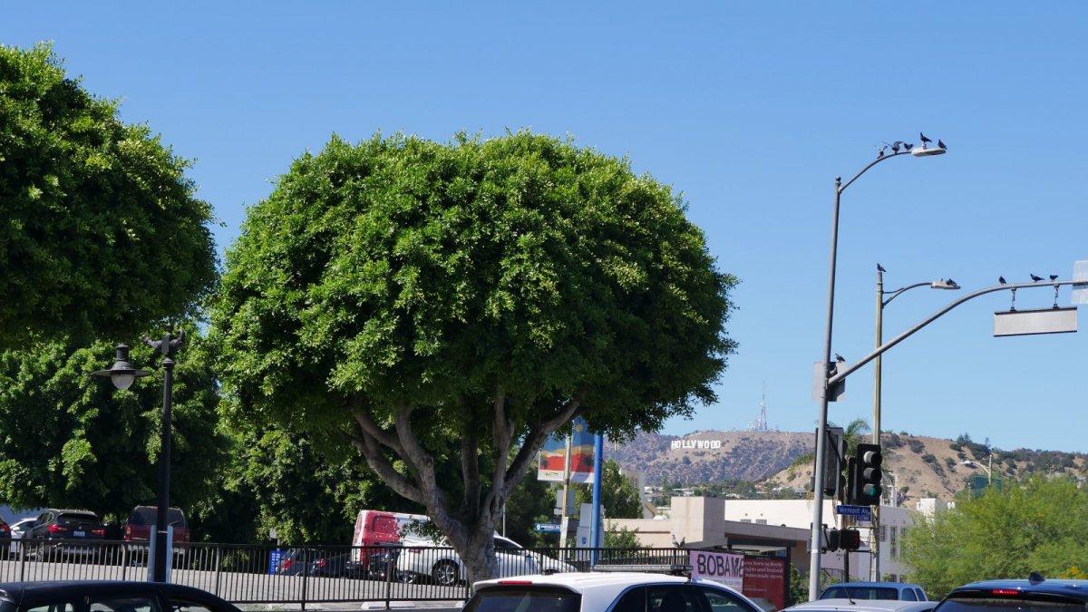 Hollywood-Sign_from_afar.JPG