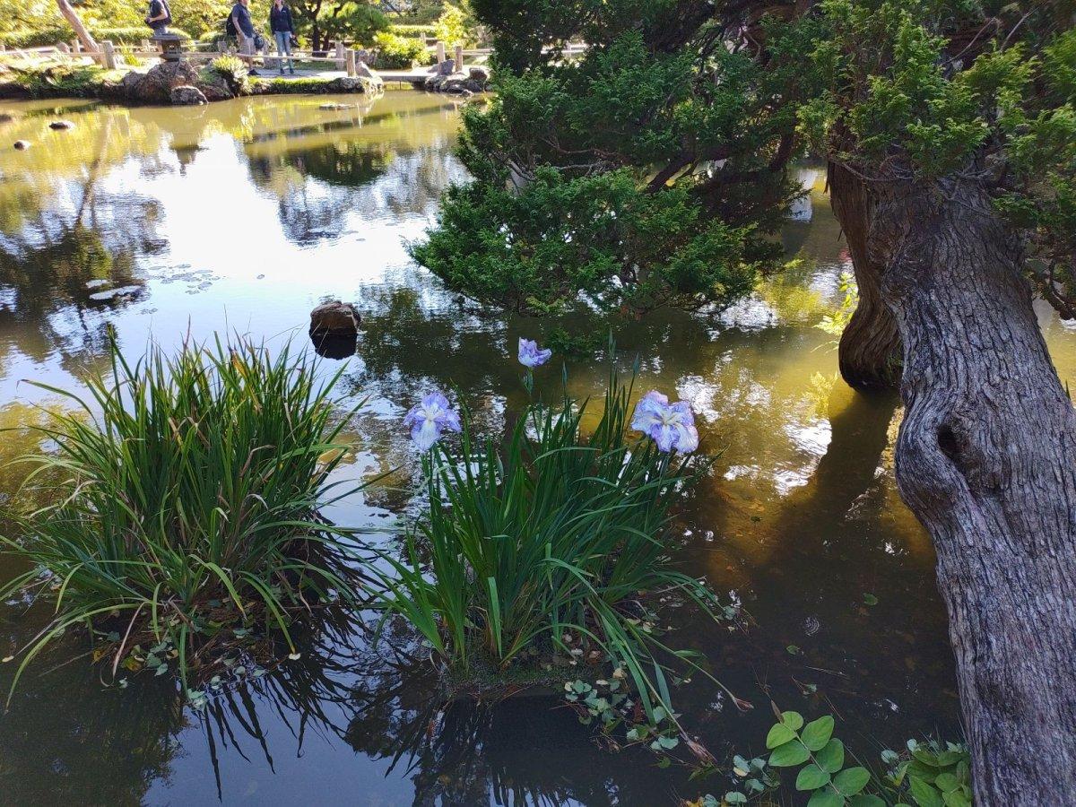 Japanischer_Teegarten_12.jpg