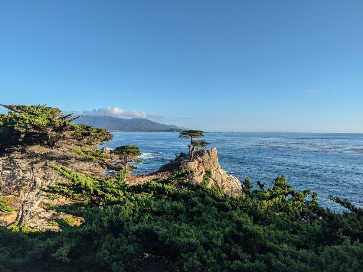 Lone_Cypress_01.jpg